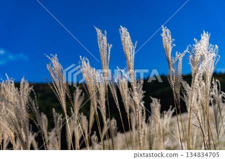 秋季箱根仙石原鈴木草地 秋季箱根仙石原鈴木草地 134834705
