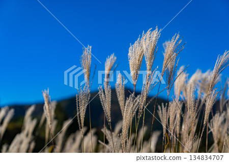 秋季箱根仙石原鈴木草地 134834707