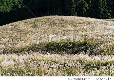 Sengokuhara Susuki Grass Field in Hakone in autumn Sengokuhara Susuki Grass Field in Hakone in autumn 134834716
