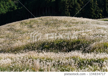Sengokuhara Susuki Grass Field in Hakone in autumn Sengokuhara Susuki Grass Field in Hakone in autumn 134834717
