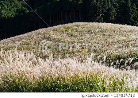 Sengokuhara Susuki Grass Field in Hakone in autumn Sengokuhara Susuki Grass Field in Hakone in autumn 134834718