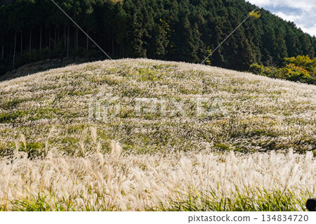 秋季箱根仙石原鈴木草地 秋季箱根仙石原鈴木草地 134834720