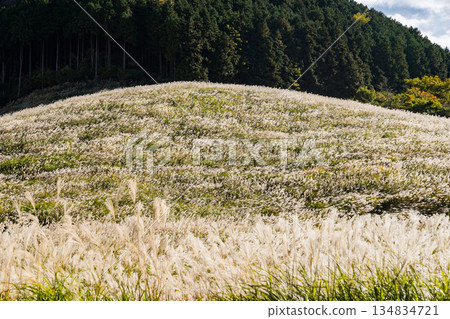 秋季箱根仙石原鈴木草地 134834721
