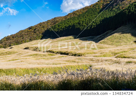 Sengokuhara Susuki Grass Field in Hakone in autumn 134834724