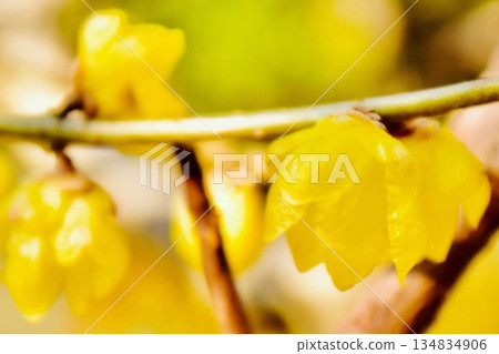Wintersweet close-up 2 134834906