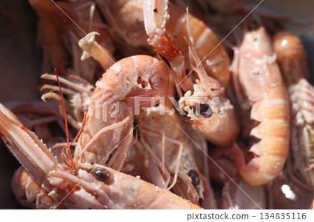 fresh red scampi as delicacy meditarrean sea food in costa brava 134835116