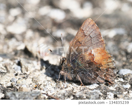 Kotsubame Kotsubame 134835239