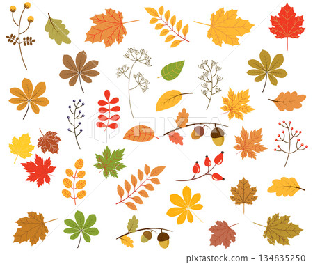 Vector set of colorful autumn leaves Vector set of colorful autumn leaves 134835250