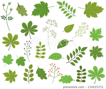 Green leaves vector set on white background, spring and summer foliage 134835251
