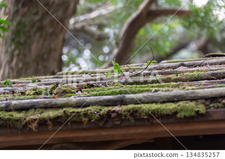 在舊古河庭園苔蘚覆蓋的瓦片上，生長著各種小植物，構成了一幅美麗的景色。 134835257