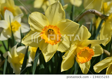 Daffodil flowers 134835283