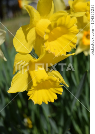 水仙花花 水仙花花 134835285