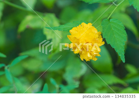 秋日森林：八重山吹黃花 03 134835335