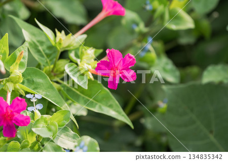 秋日的田野與山巒:粉紅紫茉莉花 05 秋日的田野與山巒:粉紅紫茉莉花 05 134835342
