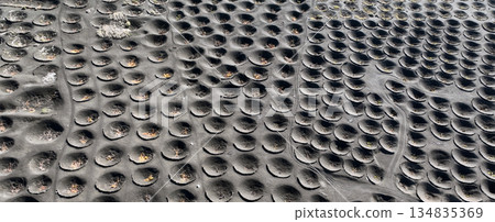 Top view of La Geria vineyards with growing grapes in a volcanic soil of lanzarote island. Top view of La Geria vineyards with growing grapes in a volcanic soil of lanzarote island. 134835369