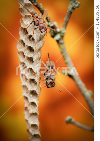 Stick-nest Brown Paper Wasp or Ropalidia revolutionalis 134835556
