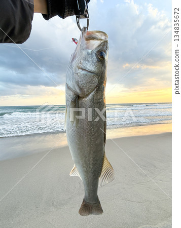 Freshly caught sea bass 134835672