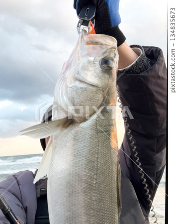 新鮮捕撈的鱸魚 134835673