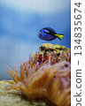 Nemo's World 134835674