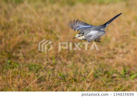 A young black-backed wagtail flying around trying to get food A young black-backed wagtail flying around trying to get food 134835699