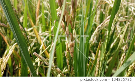 Low angle view of young green rice plants growing in a tropical agricultural landscape Low angle view of young green rice plants growing in a tropical agricultural landscape 134835785