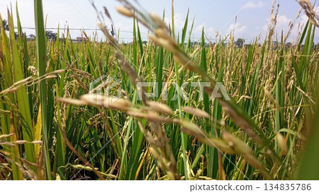 Vibrant green rice field landscape with healthy stalks growing in the morning sun 134835786