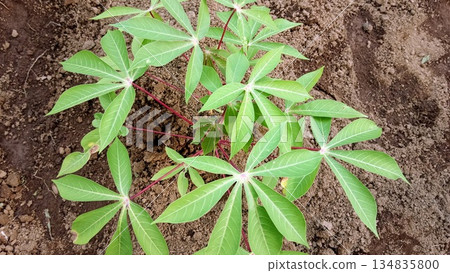Young Cassava Plant Growing in Brown Soil Field Top View Agriculture Concept 134835800