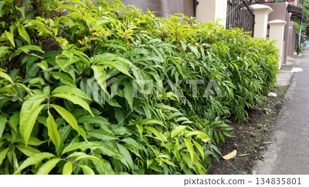 Long Green Leafy Hedge Fence Along Residential Street Sidewalk for Urban Landscaping 134835801