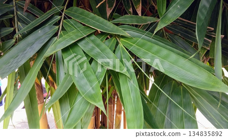 Dense Bamboo Leaves Background Texture for Tropical Nature and Sustainable Concepts 134835892