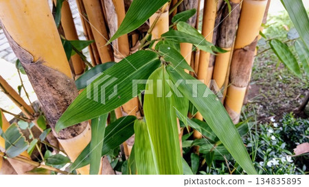 Fresh Green Bamboo Foliage and Yellow Stems Close Up for Environmental and Spa Marketing Fresh Green Bamboo Foliage and Yellow Stems Close Up for Environmental and Spa Marketing 134835895