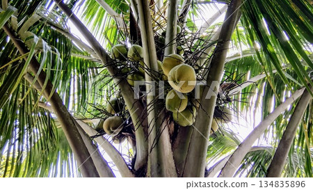 Low Angle View of Coconut Tree with Bunches of Green Coconuts for Travel and Food Low Angle View of Coconut Tree with Bunches of Green Coconuts for Travel and Food 134835896