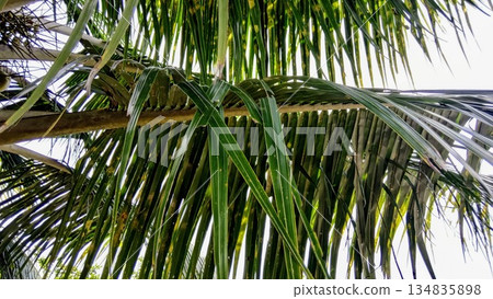 Low Angle View of Lush Green Coconut Palm Tree Fronds Against Bright Sky Low Angle View of Lush Green Coconut Palm Tree Fronds Against Bright Sky 134835898