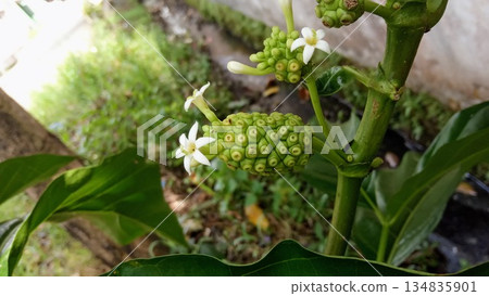 Green Noni Fruit with Small White Flowers Growing on Branch Green Noni Fruit with Small White Flowers Growing on Branch 134835901