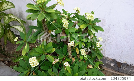 Large Crown of Thorns Plant Bush with Yellow Flowers Growing Against Wall Large Crown of Thorns Plant Bush with Yellow Flowers Growing Against Wall 134835974