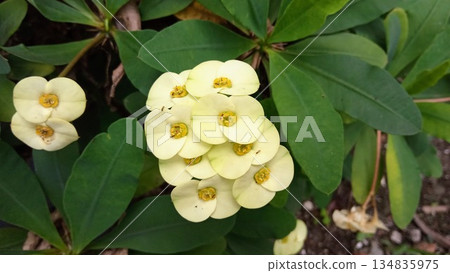 Yellow Crown of Thorns Flower Close Up Euphorbia Milii Succulent Plant in Garden 134835975