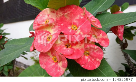 Red Spotted Crown of Thorns Flower Euphorbia Milii Close Up Botanical Photography Red Spotted Crown of Thorns Flower Euphorbia Milii Close Up Botanical Photography 134835977