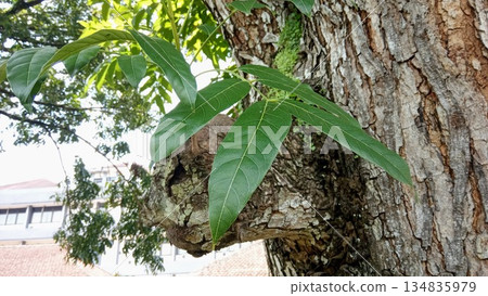 Old Tree Bark Texture with Fresh Green Leaves Growing from Branch for Growth Concept 134835979