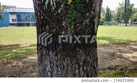 Large Tree Trunk in City Park with Green Grass and Sports Field Background 134835980
