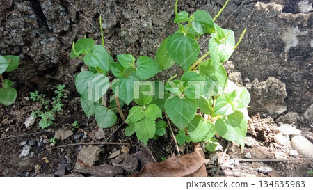 Wild Green Plant with Heart Shaped Leaves Growing on Soil Wild Green Plant with Heart Shaped Leaves Growing on Soil 134835983
