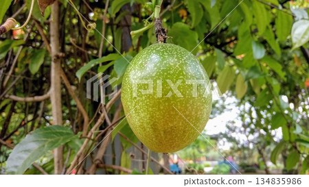 Green Unripe Passion Fruit Hanging on Vine Outdoor 134835986