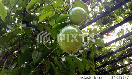 Fresh Green Passion Fruits Growing on Garden Trellis Fresh Green Passion Fruits Growing on Garden Trellis 134835987