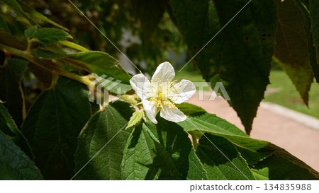 White Muntingia Calabura Flower with Yellow Stamens 134835988