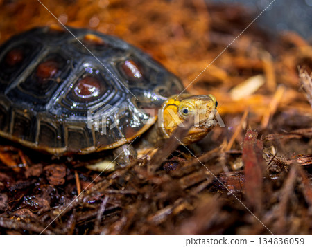 Close-up of a Yellow-spotted Box Turtle 134836059