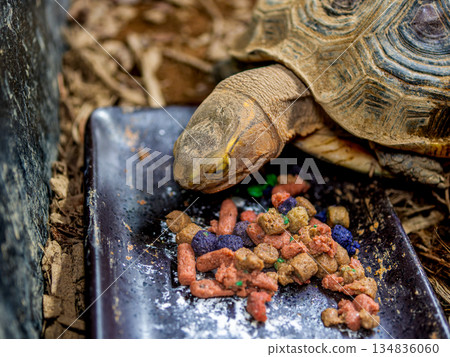 Close-up of a Yellow-spotted Box Turtle 134836060