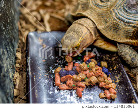 Close-up of a Yellow-spotted Box Turtle 134836061