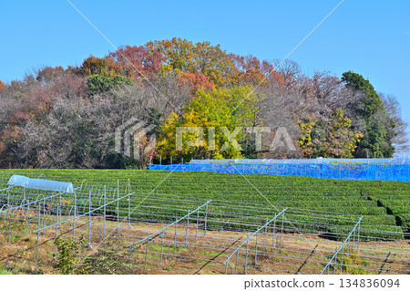 平山、茶園和秋葉,深秋景色,所澤市 平山、茶園和秋葉,深秋景色,所澤市 134836094