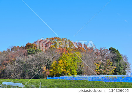 平山、茶園和秋葉,深秋景色,所澤市 平山、茶園和秋葉,深秋景色,所澤市 134836095