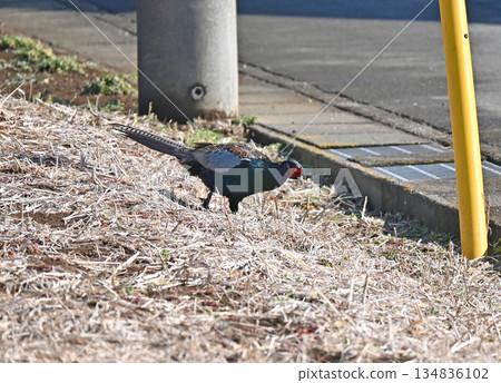 Pheasant searching for food Pheasant searching for food 134836102