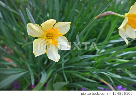 Trumpet daffodil Trumpet daffodil 134836103