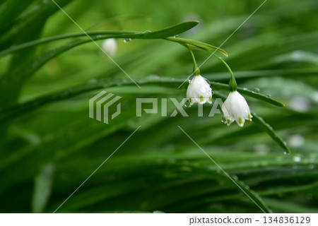 雪花花特寫 雪花花特寫 134836129